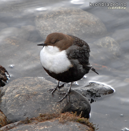 Fossekall (Cinclus cinclus) Dipper (Cinclus cinclus)