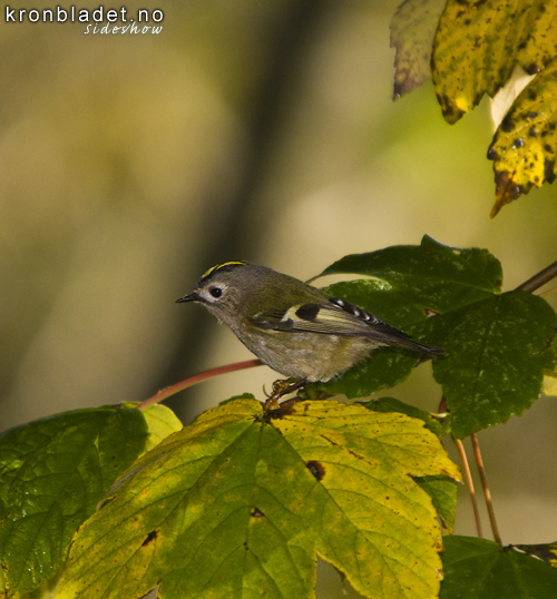 Fuglekonge (Regulus regulus) Goldcrest (Regulus regulus)