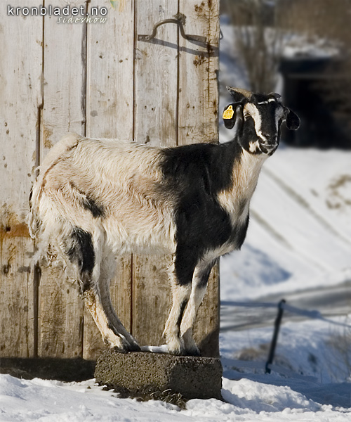 Geit (Capra aegagrus hircus) Goat (Capra aegagrus hircus)