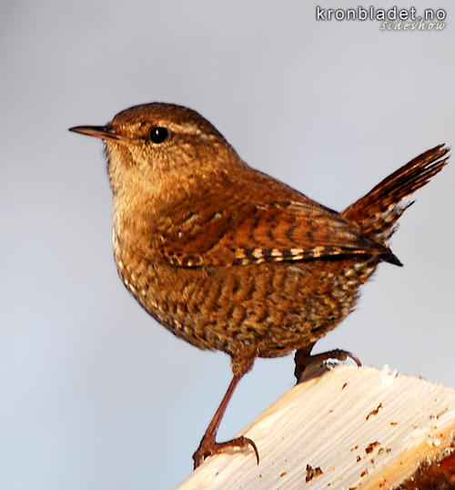 Gjerdesmett (Troglodytes troglodytes) Winter Wren (Troglodytes troglodytes)