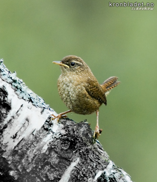 Gjerdesmett (Troglodytes troglodytes) Winter Wren (Troglodytes troglodytes)