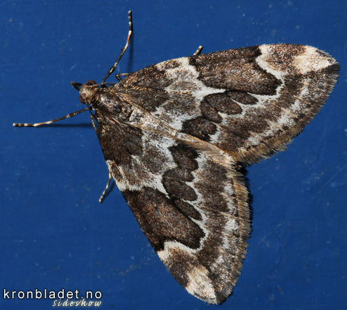 Gr einerbarmlar (Thera juniperata) - Gr einerbarmler Juniper Carpet (Thera juniperata)