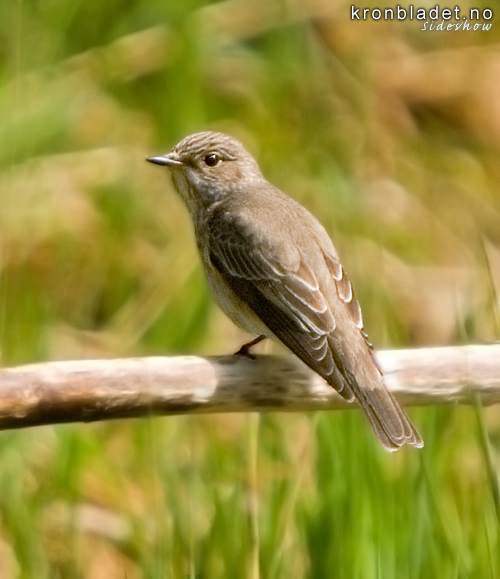 Grflogesnappar (Muscicapa striata) Grfluesnapper Spotted Flycatcher (Muscicapa striata)