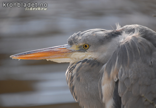 Grhegre (Ardea cinerea) Grey Heron (Ardea cinerea)