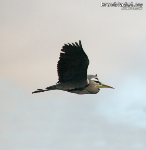 Grhegre (Ardea cinerea) i lufta Grey Heron (Ardea cinerea) in the air