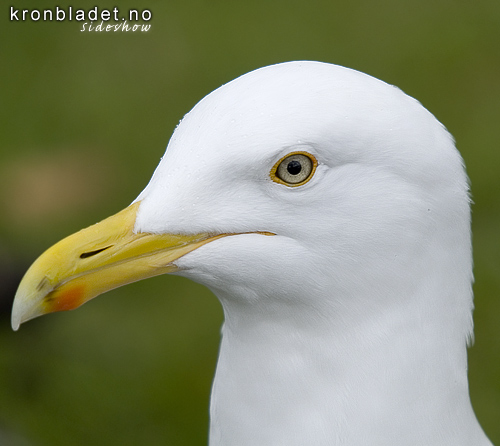 Grmse (Larus argentatus) - Grmke Herring Gull (Larus argentatus)