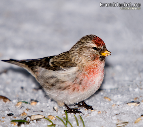 Grsisik (Carduelis flammea) Common Redpoll (Carduelis flammea)