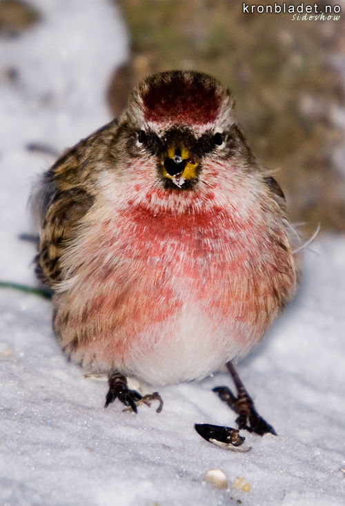 Grsisik (Carduelis flammea), front hann vinter Common Redpoll (Carduelis flammea), frontal male winter