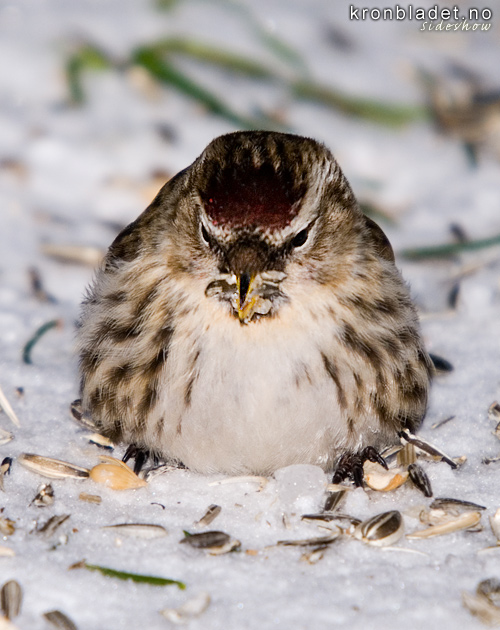 Grsisik (Carduelis flammea), front ho vinter Common Redpoll (Carduelis flammea), frontal female winter
