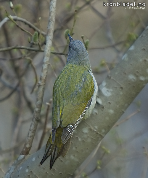 Grspett (Picus canus), ho Grey-headed Woodpecker (Picus canus), female