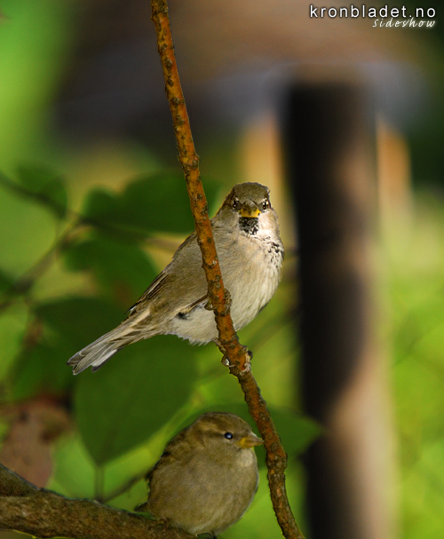 Grspurv (Passer domesticus) gymd i bladverket House Sparrow (Passer domesticus) hidden in the leaves