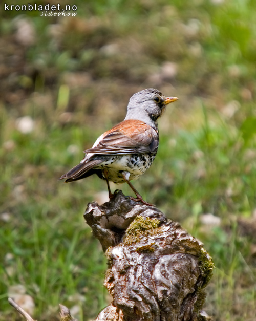 Grtrost (Turdus pilaris) Fieldfare (Turdus pilaris)
