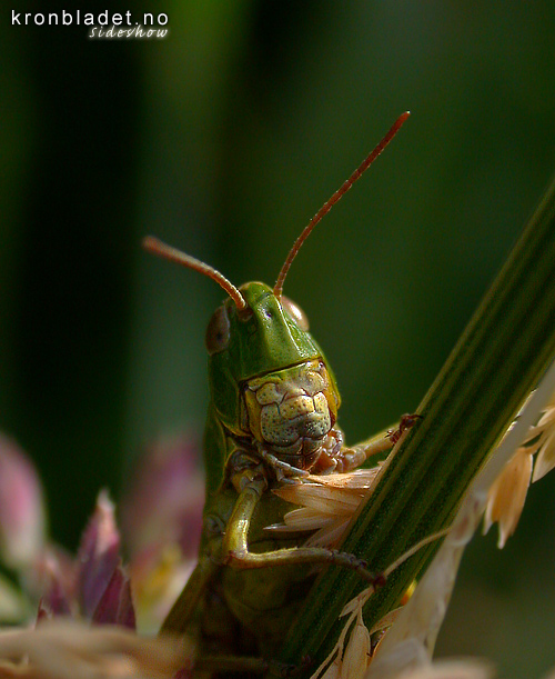 Grn Markgrashoppe (Omocestus viridulus) - markgresshoppe Common Green Grasshopper (Omocestus viridulus)