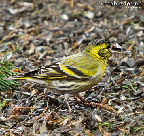 Grnsisik (Carduelis spinus), hann i vinterdrakt - grnnsisik Eurasian Siskin (Carduelis spinus), male in winter plumage