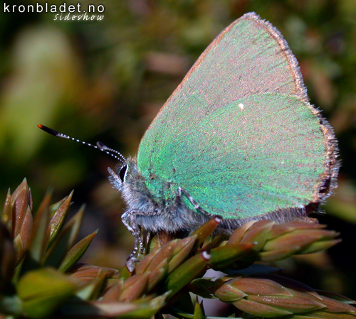 Grnvinge (Callophrys rubi) Grnnvinge Green Hairstreak (Callophrys rubi)