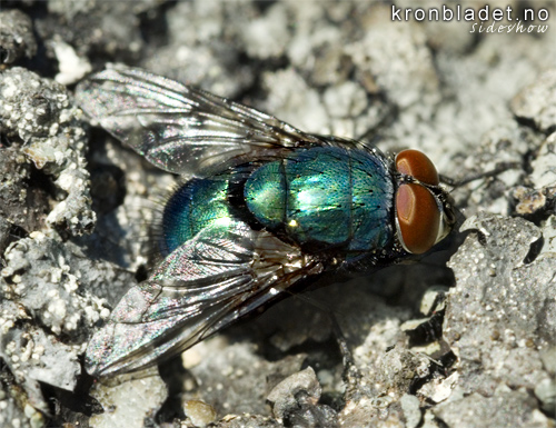 Gullfloge (Lucilia caesar) - Gullflue Greenbottle (Lucilia caesar)