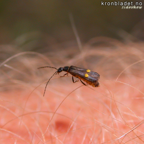 Gulprikka blautvinge (Malthodes marginatus) Soldier beetle (Malthodes marginatus)