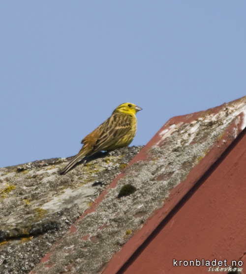 Gulspurv (Emberiza citrinella) Yellowhammer (Emberiza citrinella)