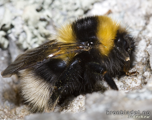 Hagehumle (Bombus hortorum) Small garden bumblebee (Bombus hortorum)