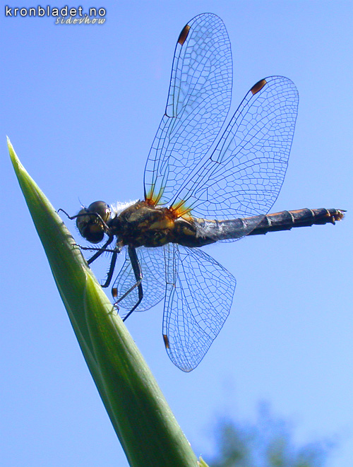 Haustlibelle (Sympetrum sp.) hstlibelle Meadowhawk (Sympetrum sp.)