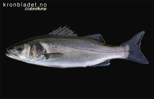 Havabbor (Dicentrarchus labrax) European seabass (Dicentrarchus labrax)