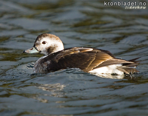 Havelle (Clangula hyemalis), ho i vinterdrakt Long-tailed Duck(Clangula hyemalis), female in winter plumage