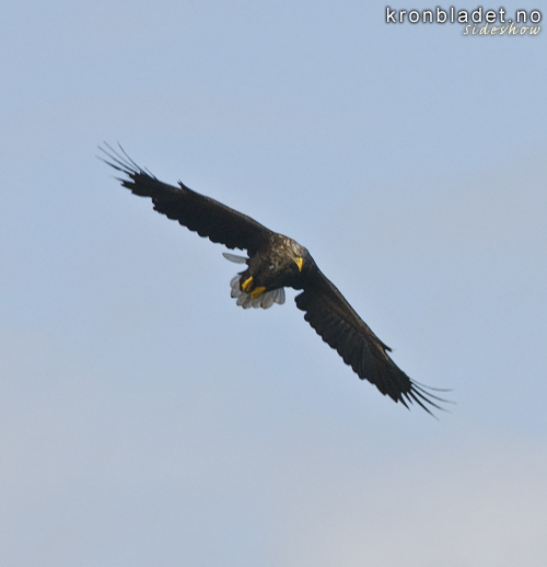 Havrn (Haliaeetus albicilla) White-tailed Eagle (Haliaeetus albicilla)