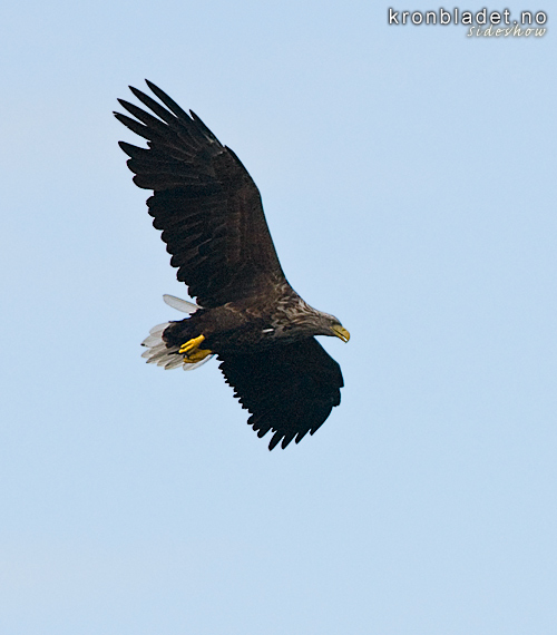 Havrn (Haliaeetus albicilla) White-tailed Eagle (Haliaeetus albicilla)