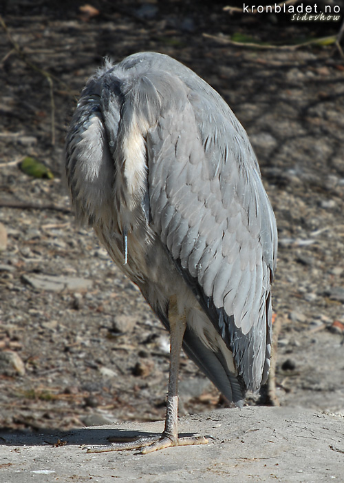 Grhegre (Ardea cinerea) p eitt bein, kvilande Grey Heron (Ardea cinerea), resting on one leg
