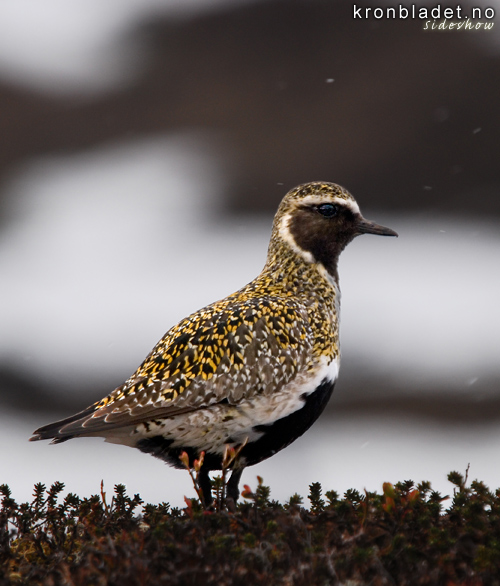 Heilo (Pluvialis apricaria) Golden Plover (Pluvialis apricaria)