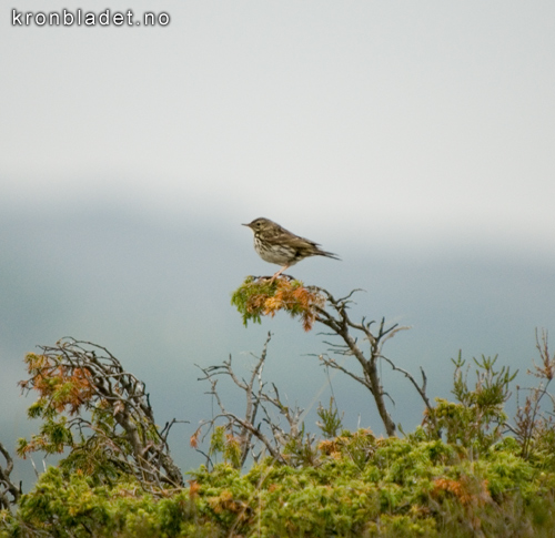 Heipiplerke (Anthus pratensis) Meadow Pipit (Anthus pratensis)