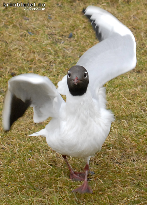 Hettemse (Larus ridibundus) - Hettemke Black-headed Gull (Larus ridibundus)