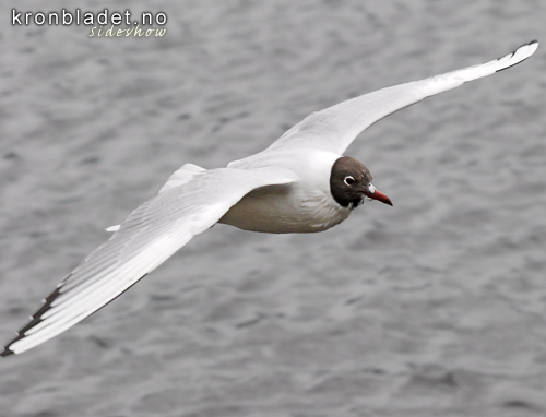 Hettemse (Larus ridibundus) - Hettemke Black-headed Gull (Larus ridibundus)