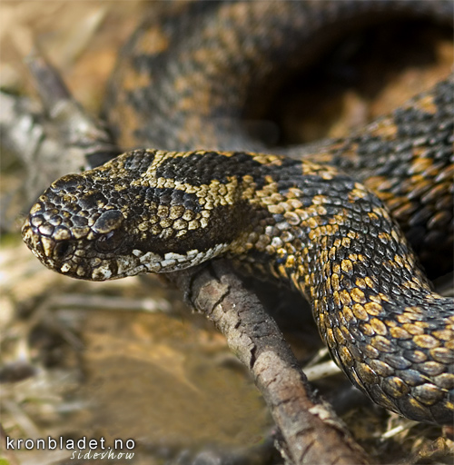 Hoggorm (Vipera berus) Common European Adder (Viper) (Vipera berus)