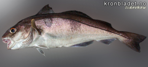 Hyse (Melanogrammus aeglefinus) Kolje Haddock (Melanogrammus aeglefinus)