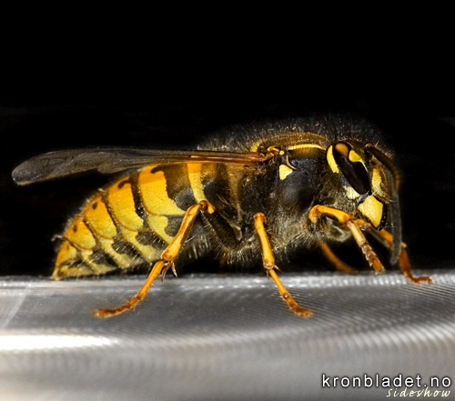 Jordveps (Vespula vulgaris), dronning, fr sida Common Wasp (Vespula vulgaris), Queen, sideview