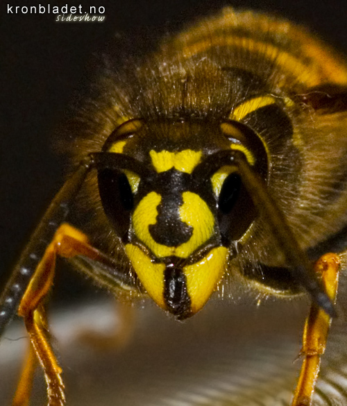 Jordveps (Vespula vulgaris), dronning Common Wasp (Vespula vulgaris), Queen