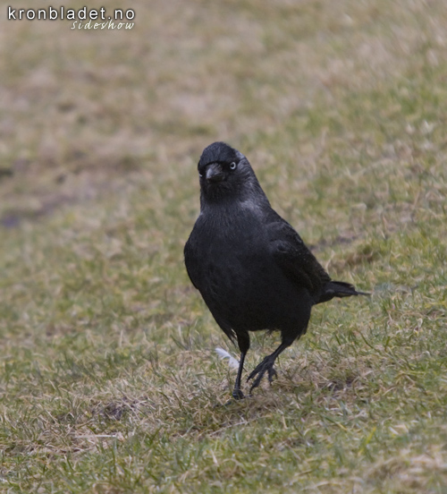 Kaie (Corvus monedula) Eurasian Jackdaw (Corvus monedula)