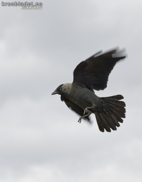 Kaie (Corvus monedula) Eurasian Jackdaw (Corvus monedula)