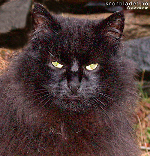 Katt (Felis catus) Cat (Felis catus)