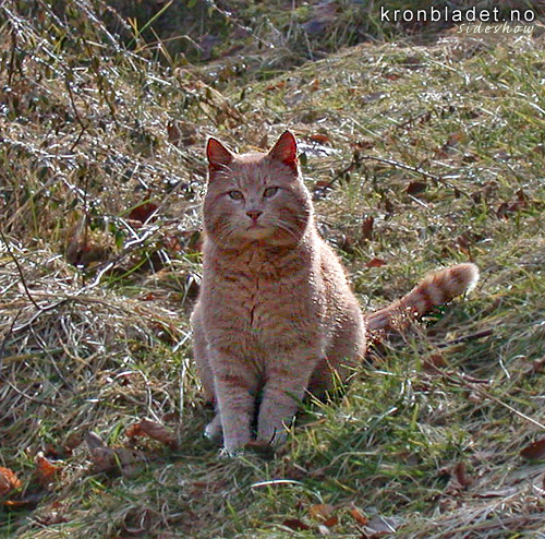 Katt (Felis catus) Cat (Felis catus)