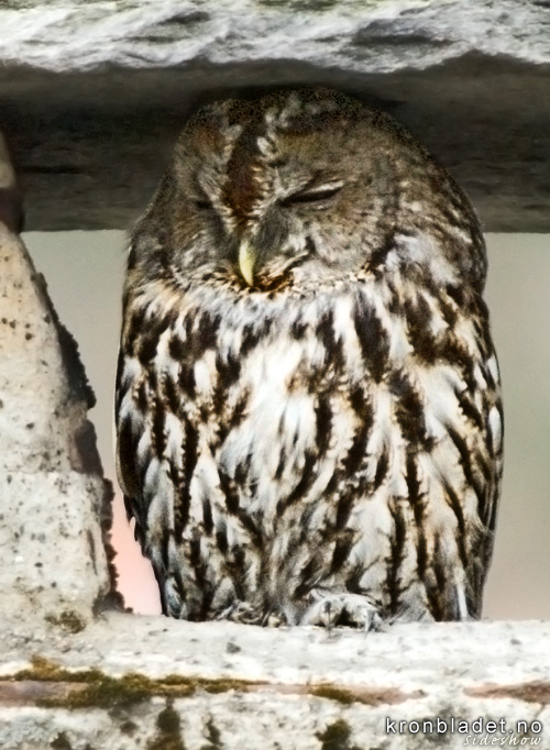 Kattugle (Strix aluco) i pipe, zooma inn Eurasian Tawny Owl (Strix aluco) in a chimney, zoomed in