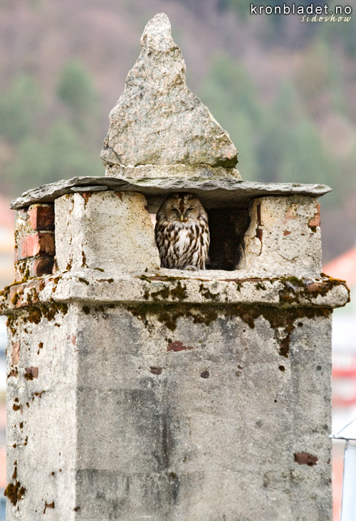 Kattugle (Strix aluco) i pipe Eurasian Tawny Owl (Strix aluco) in a chimney