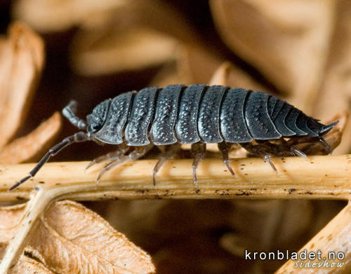 Kjellarskrukketroll (Porcellio scaber) - kjellerskrukketroll Common rough woodlouse (Porcellio scaber)