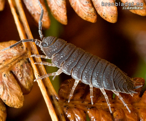 Kjellarskrukketroll (Porcellio scaber) - kjellerskrukketroll Common rough woodlouse (Porcellio scaber)