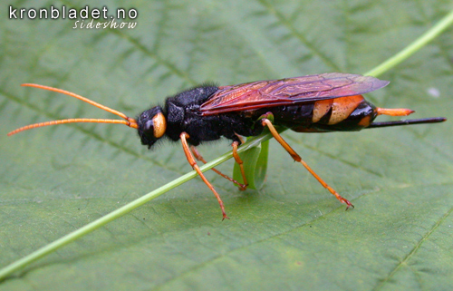 Kjempetreveps, ho (Urocerus gigas) Greater Horntail Wasp / Great Wood Wasp, female (Urocerus gigas)