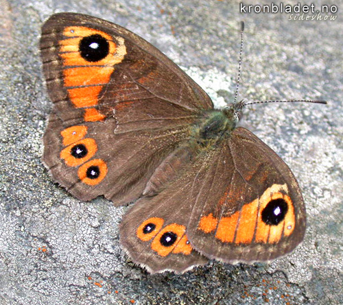 Klipperingvinge (Lasiommata maera) Large Wall Brown (Lasiommata maera)