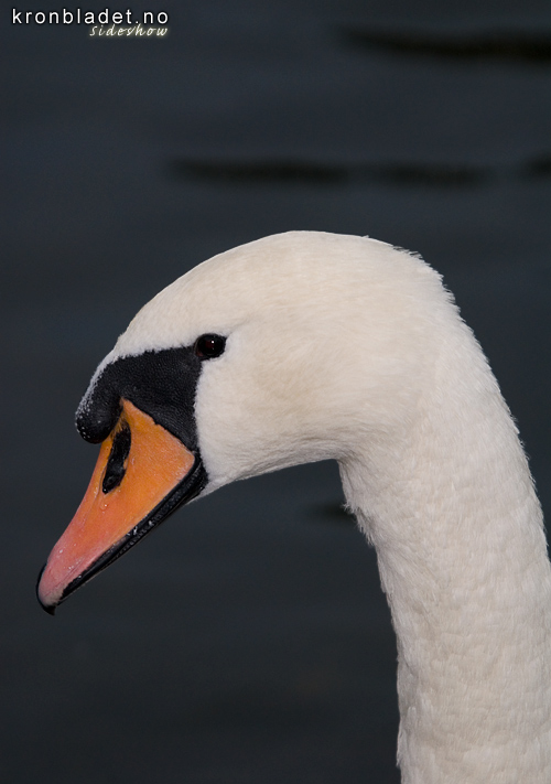 Knoppsvane (Cygnus olor) nrbilete Mute Swan (Cygnus olor) close-up