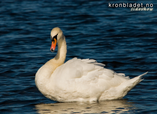 Knoppsvane (Cygnus olor) Mute Swan (Cygnus olor)
