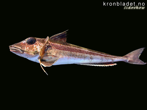 Knurr (Eutrigla gurnardus) Grey gurnard (Eutrigla gurnardus)
